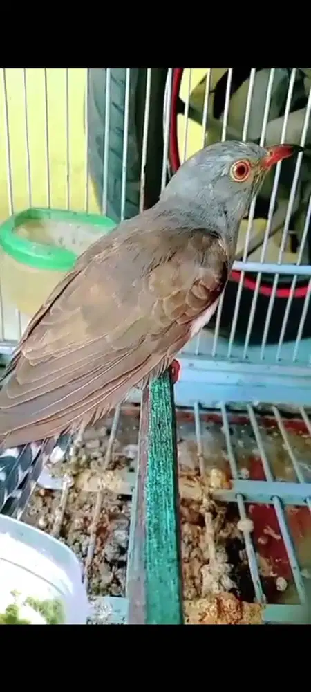 Kedasih kelabu makan lahab sehat no cacat