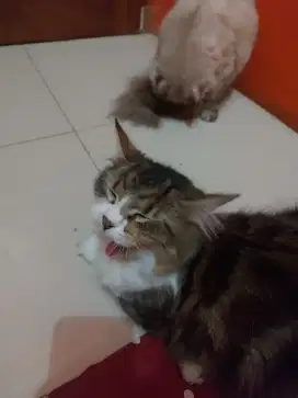 Kucing Mainecoon