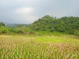 Tanah sawah full view sangat strategis untuk villa dan rumah