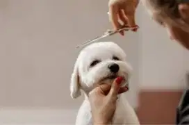 Grooming anjing atau kucing
