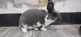 Kelinci Mini Rex warna rare di bali