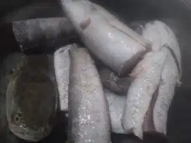 Ikan Gabus siap dimasak