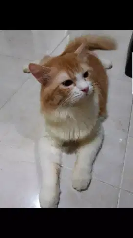 Kucing Persia  long hair kucing orange  jantan   1 tahun siap kawin