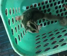 Sugar Glider WF Low Mozaik Ringtail (Joey) Jantan