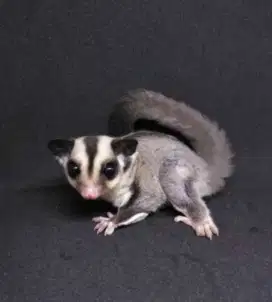 Lepas adopt sugar glider classic gray (cg)