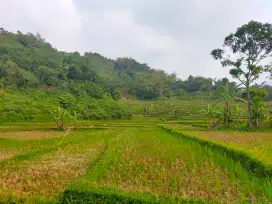 Tanah sawah produktif sangat strategis air bagus