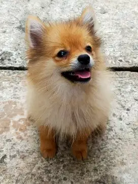 Anak Anjing Pomeranian