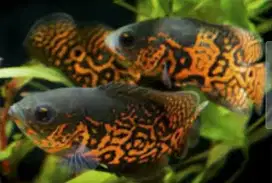 Ikan Oscar batik hitam 4jarian