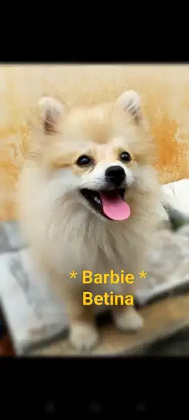 Di Jual Cepat Anak Anjing Pomeranian