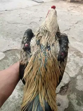 Ayam Jantan bangkok