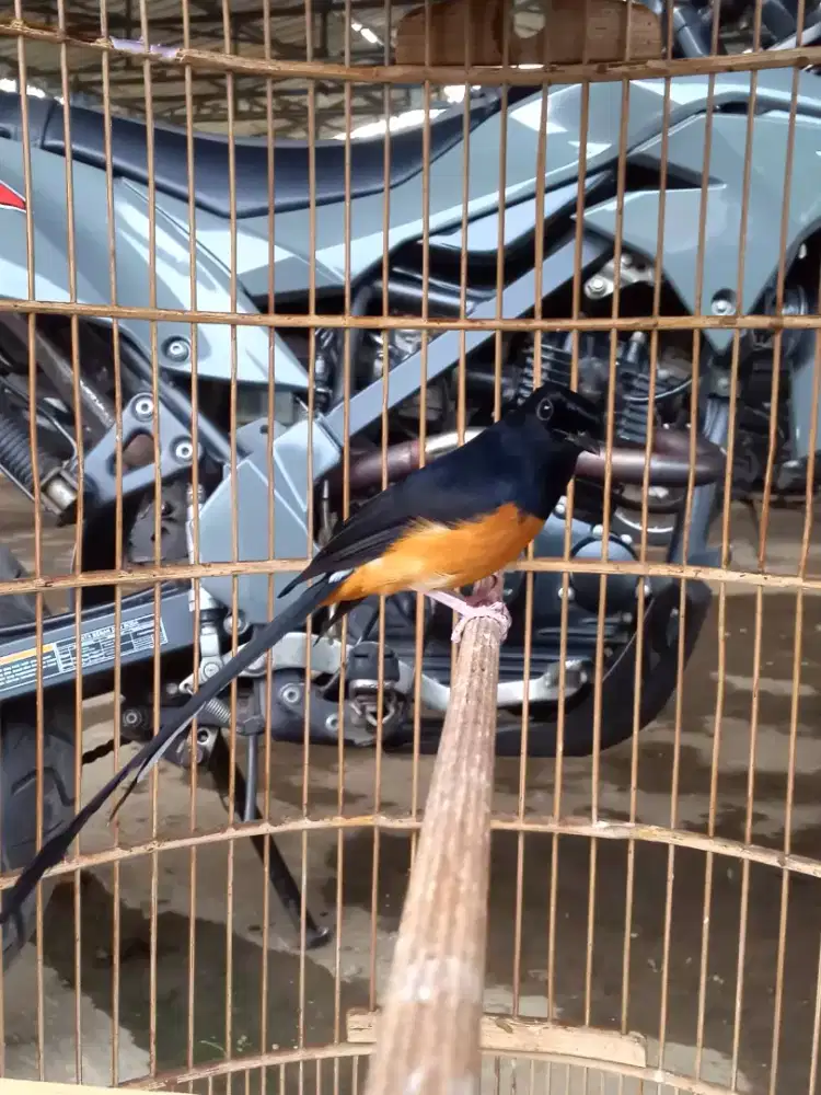 Murai batu  prestasi