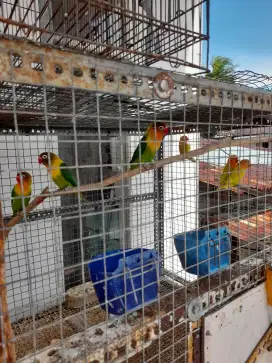 Lovebird sesangkar ada 6 ekor