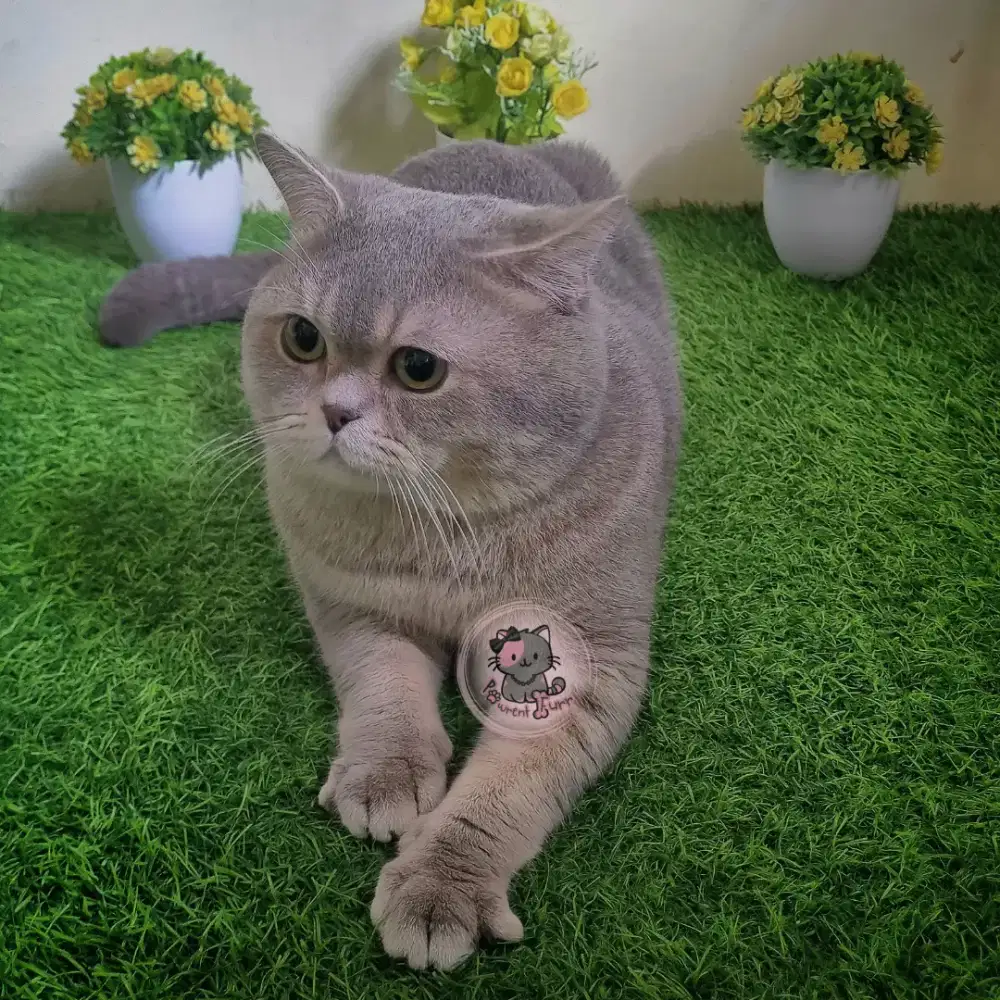 JASA PACAK KUCING BRITISH SHORT HAIR ((BSH)) Blue Golden AY25