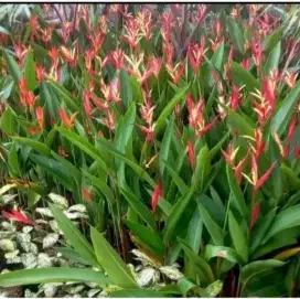 Tanaman hias pisangan (heliconia bunga merah)