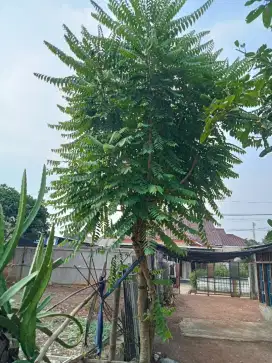 Pohon buah cermai siap tanam