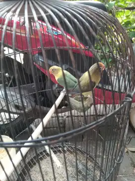 Burung Lovebird Sepasang