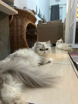kucing Persia peaknose