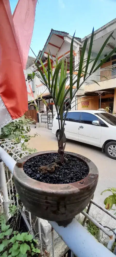 Bonsai kelapa palem