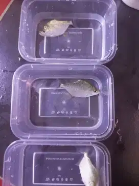 ikan koleksi serrasalmus kolektor