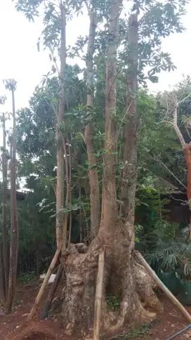 Pohon pule gruping pelindung