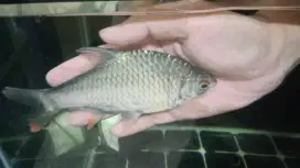 Ikan Java barb sehat