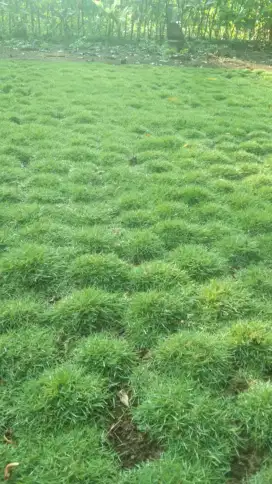 Jual rumput Jepang peking