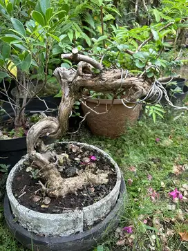 Bonsai wahong gunung