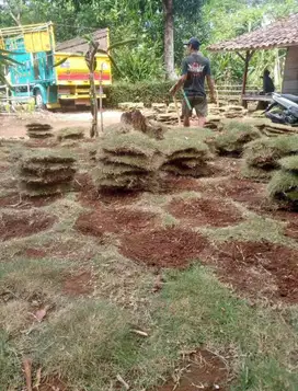 Rumput Jepang Manila Pertruck/Permeter