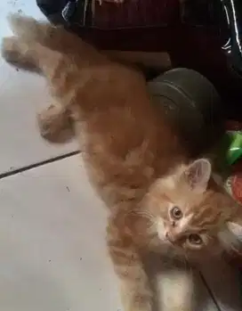 Kucing persia medium jantan