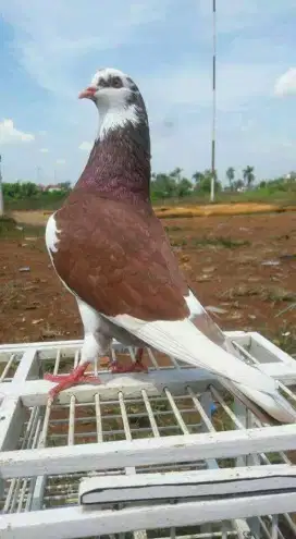 Merpati Warna Blantong