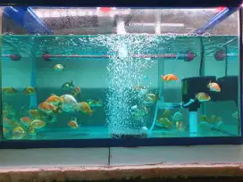 Ikan maskoki ranchu