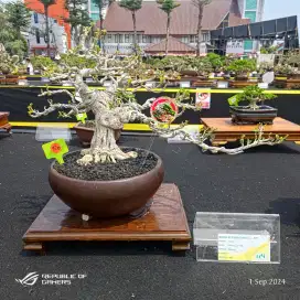 bonsai waru kontes / bonsai waru sertifikat