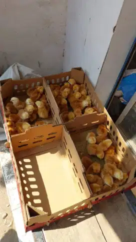 DOC ANAK AYAM PETELUR NEGRI