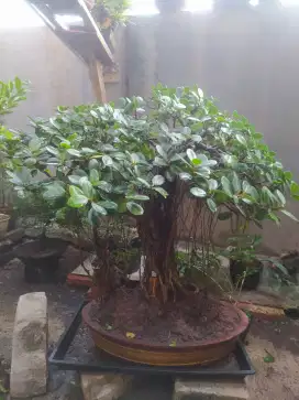 Bonsai beringin dolar