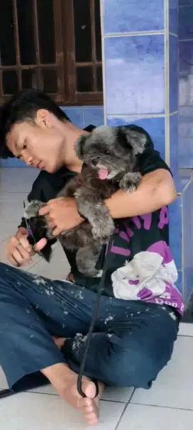 Jasa Grooming panggilan ke rumah