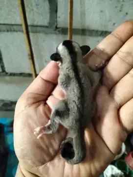 Sugar (Joey) glider /clasik grey