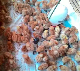 Jogja, DOC/Bibit Ayam Petelur Lengkap Kualitas Super