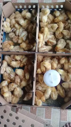 Manado, DOC/Bibit Ayam Petelur Lengkap Kualitas Super