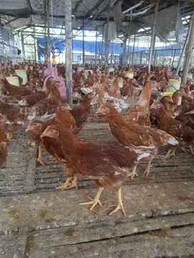 Palembang, DOC/Bibit Ayam Petelur Lengkap Kualitas Super