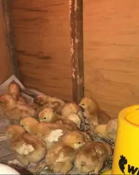 Palu, DOC/Bibit Ayam Petelur Lengkap Kualitas Super