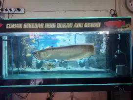 Ikan Arwana Silver dan Satu Set Perangkatnya