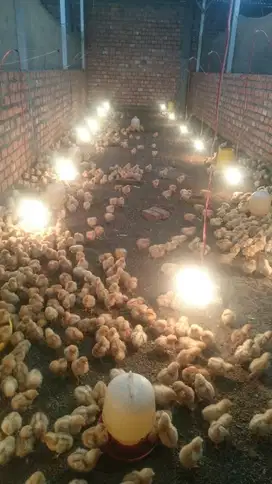 Sorong, DOC/Bibit Ayam Petelur Lengkap Kualitas Super