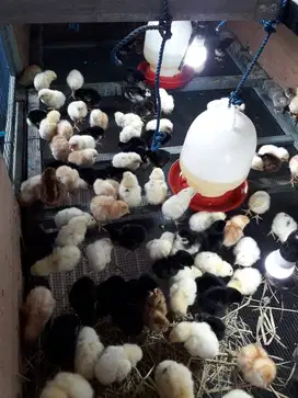 Jogja, DOC/Bibit Ayam Joper si Ayam Kampung Super