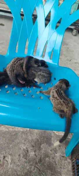 Musang pandan anakan