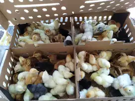 Palembang, DOC/Bibit Ayam Joper si Ayam Kampung Super