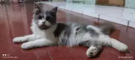 Adopt Kitten Jantan dan Betina Persia mix Angora