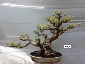 Bonsai legundi siap diedarkan