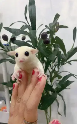 Sugar Glider Leucistic Jantan Joey