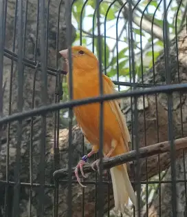 Burung kenari super gacor warna orange