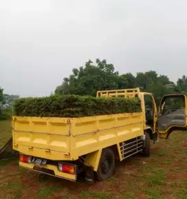 Rumput gajah biasa paitan